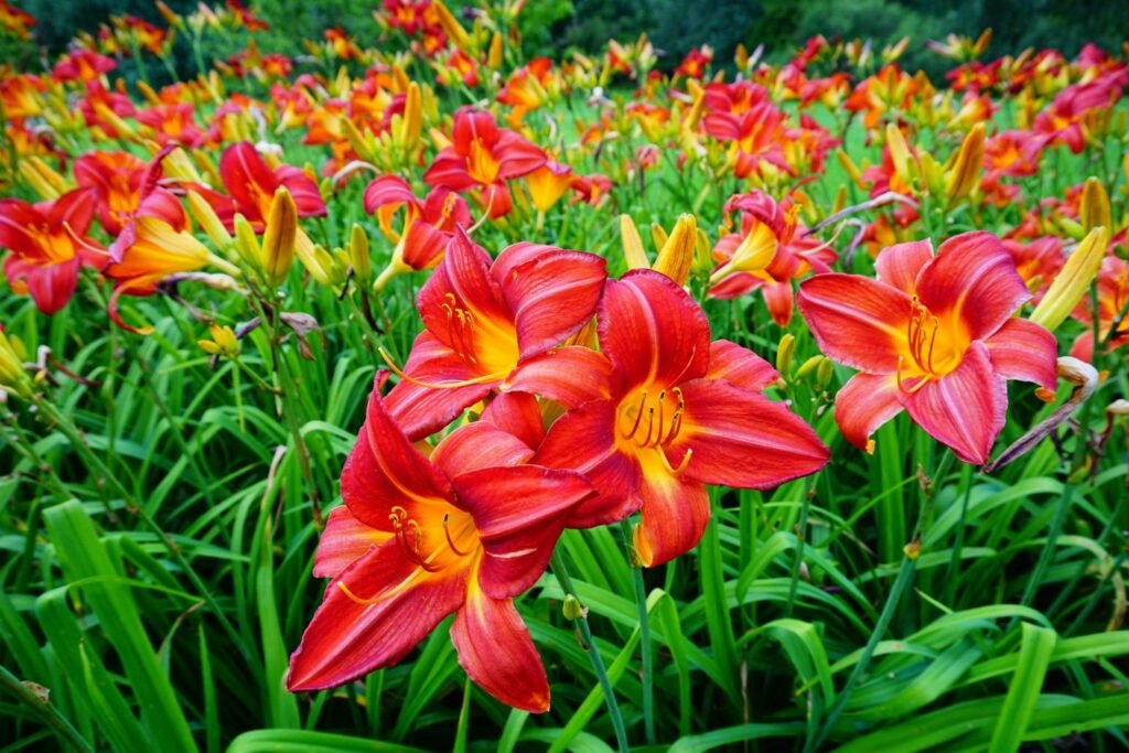 Plants That Come Back Every Year Bigger and Better for a Stunning Low-Maintenance Garden