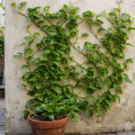 Pothos Climbing Ideas That Turn Your Plants Into a Living Wall of Green