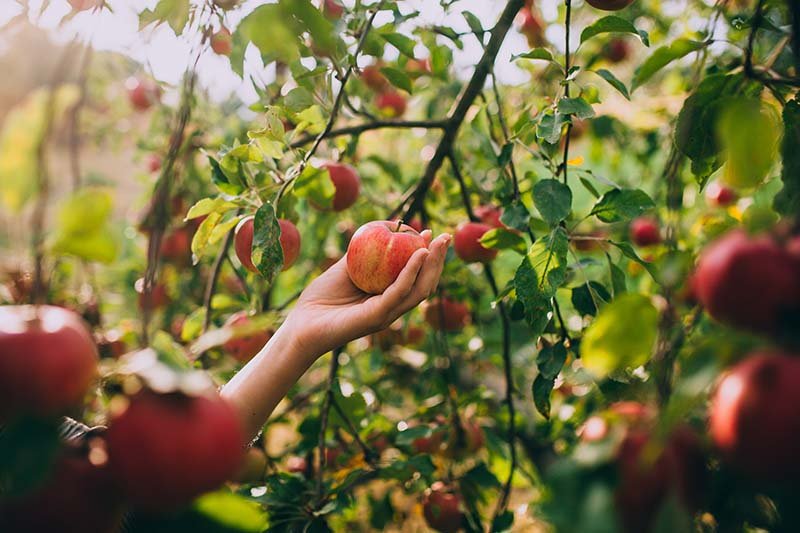 Apple Picking Tips: