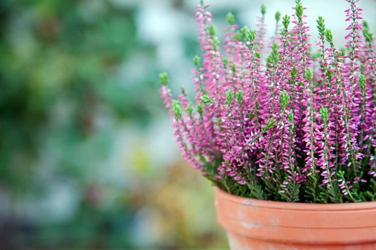 Winter Flowers That Will Bloom in the Cold