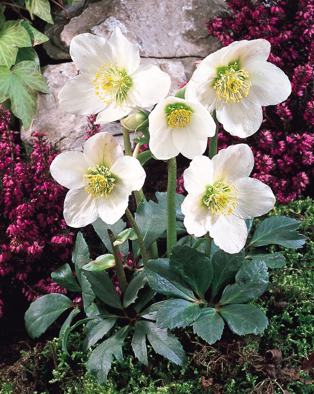 Winter Flowers That Will Bloom in the Cold