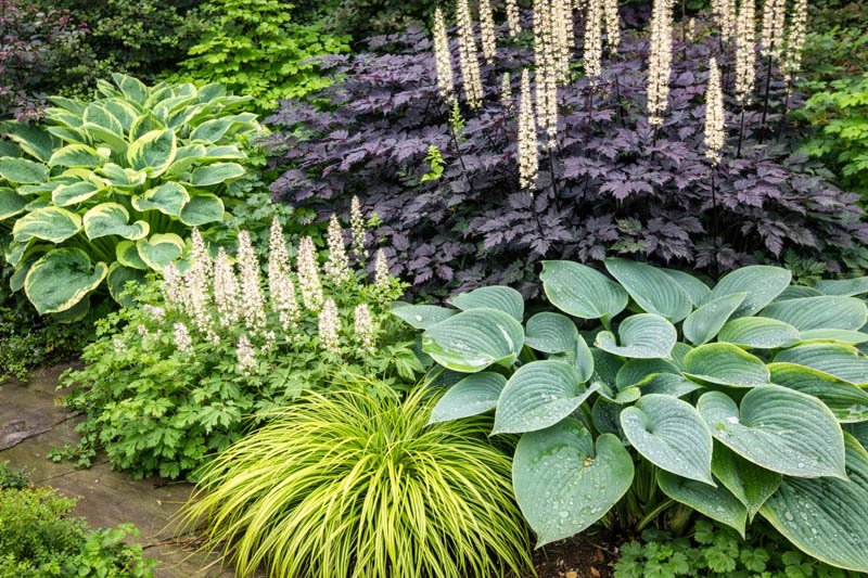 Plants That Come Back Every Year Bigger and Better for a Stunning Low-Maintenance Garden