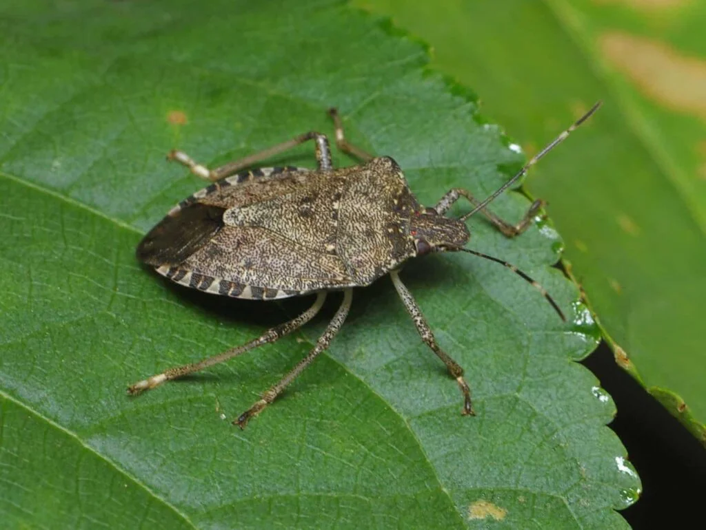 Stink Bug and Boxelder Bug Repellents: Natural Barriers for House Siding in Fall