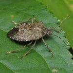 How to Get Rid of Stink Bugs in the Garden Naturally