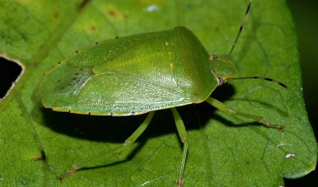 Stink Bug and Boxelder Bug Repellents: Natural Barriers for House Siding in Fall
