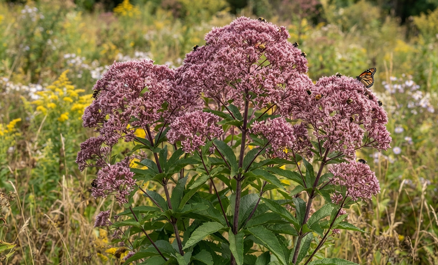 Best Fall-Blooming Perennials for Clay Soil