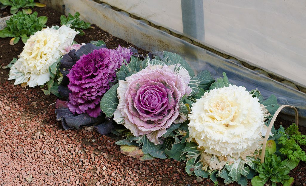 Winter Flowers That Will Bloom in the Cold