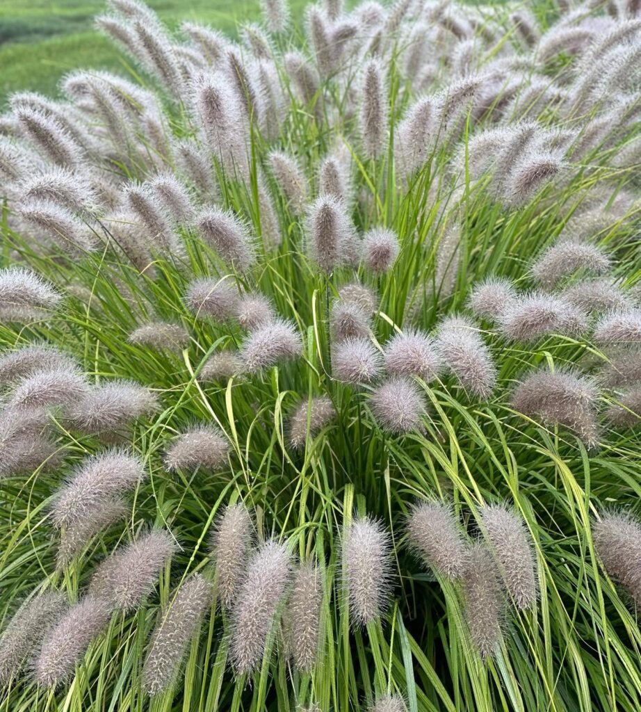 Plants That Come Back Every Year Bigger and Better for a Stunning Low-Maintenance Garden