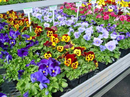 Winter Flowers That Will Bloom in the Cold