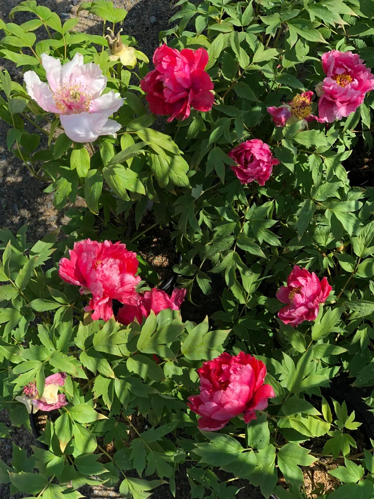 Plants That Come Back Every Year Bigger and Better for a Stunning Low-Maintenance Garden