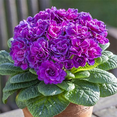 Winter Flowers That Will Bloom in the Cold