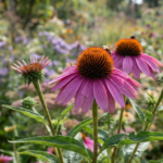 Best Fall-Blooming Perennials for Clay Soil