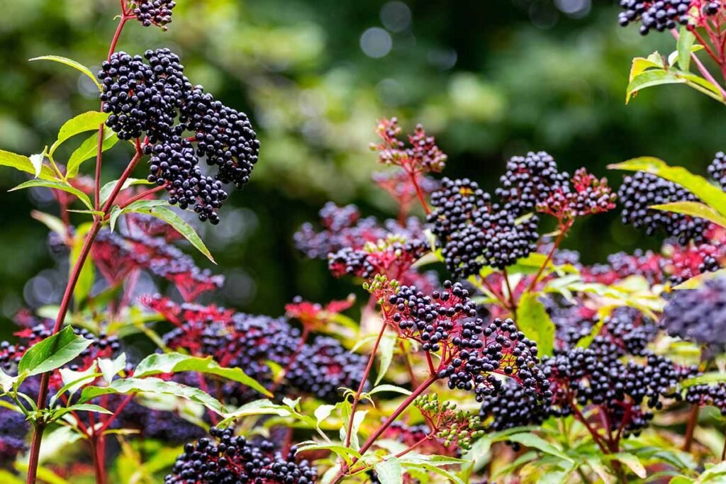 Best Places to Grow Elderberries