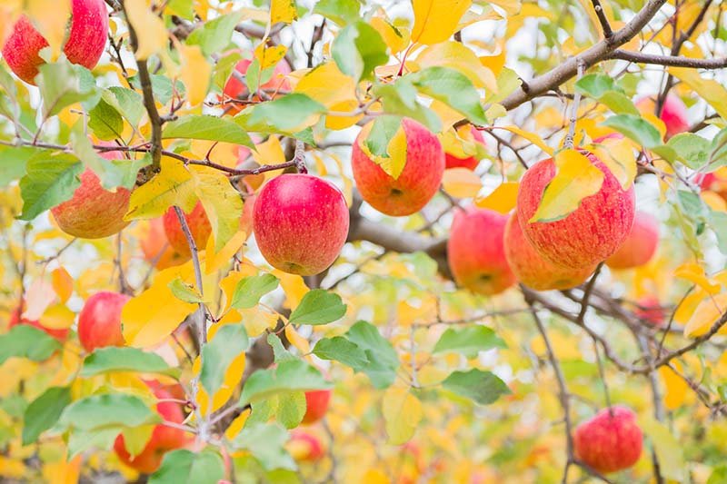 Apple Picking Tips: