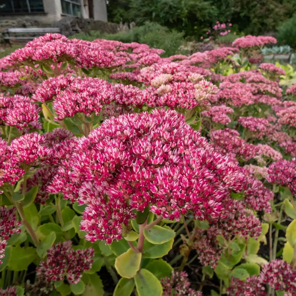 Plants That Come Back Every Year Bigger and Better for a Stunning Low-Maintenance Garden