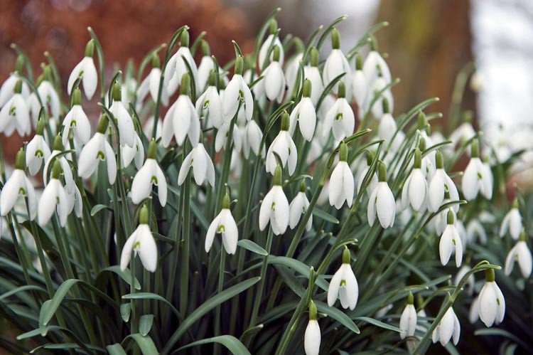 Winter Flowers That Will Bloom in the Cold