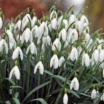 Winter Flowers That Will Bloom in the Cold