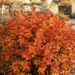 Drought-Tolerant Shrubs for Fall Color