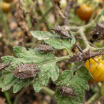 Fall Garden Pests: How to Spot Them Before the Frost Hits