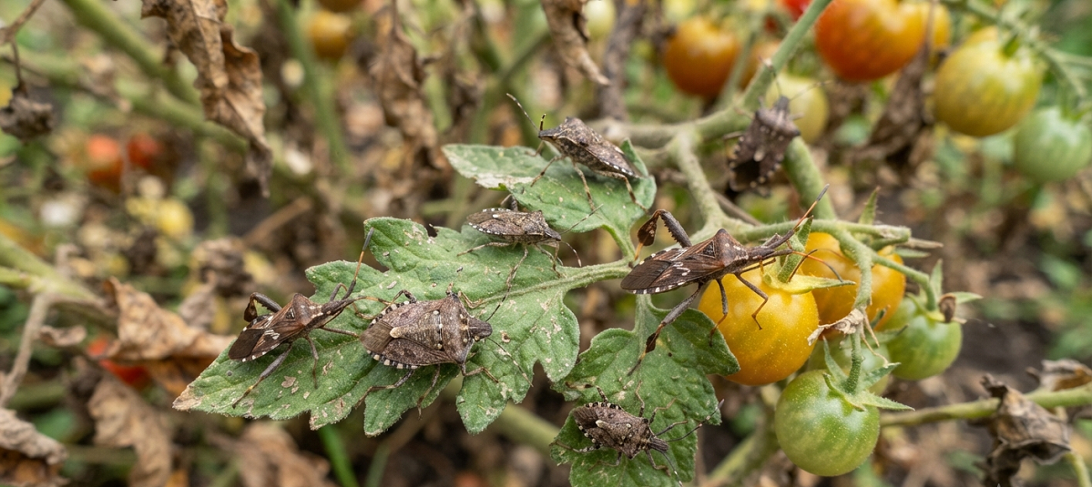 Fall Garden Pests: How to Spot Them Before the Frost Hits