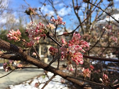 Winter Flowers That Will Bloom in the Cold