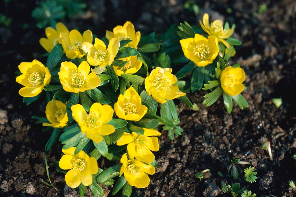 Winter Flowers That Will Bloom in the Cold