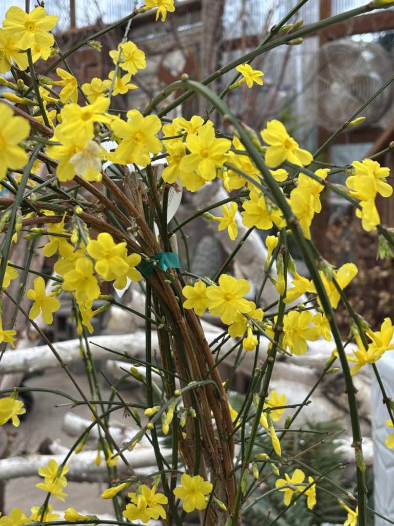 Winter Flowers That Will Bloom in the Cold