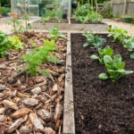 Wood Chips vs Mulch Which One Actually Belongs in Your Garden