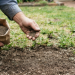 Best Grass Seeds for Patchy Lawns