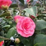 Beautiful Camellia Varieties to Grow at Home