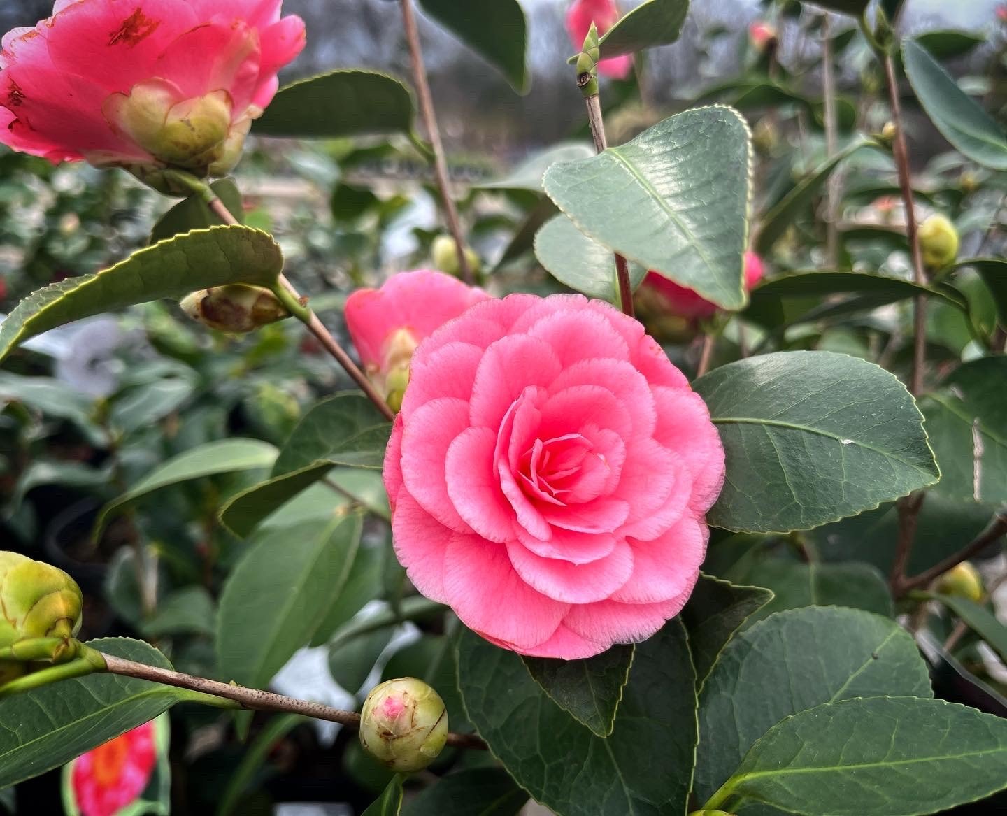 Beautiful Camellia Varieties to Grow at Home