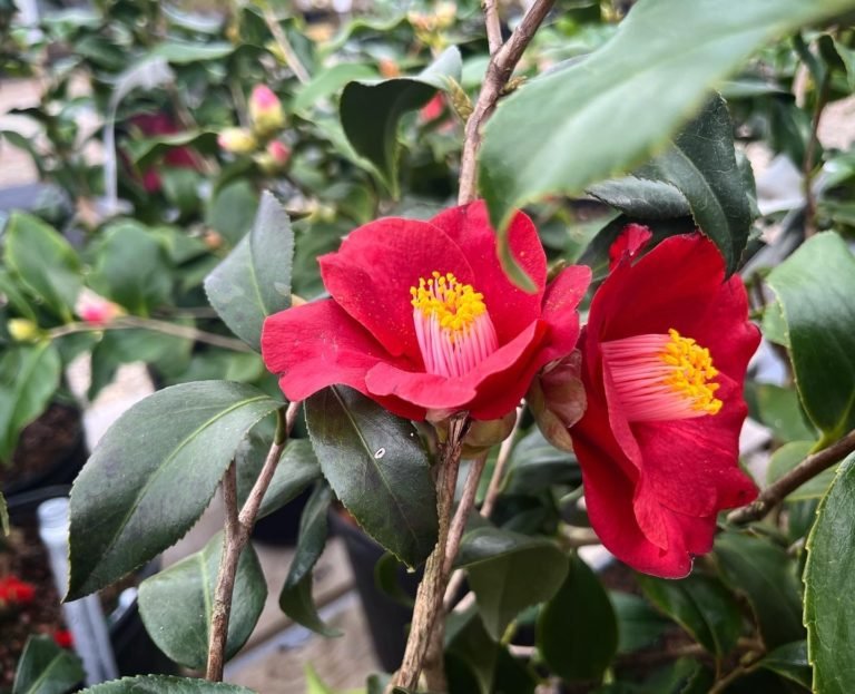 How to Care for Camellias (Camellia Japonica): The Complete Growing Guide