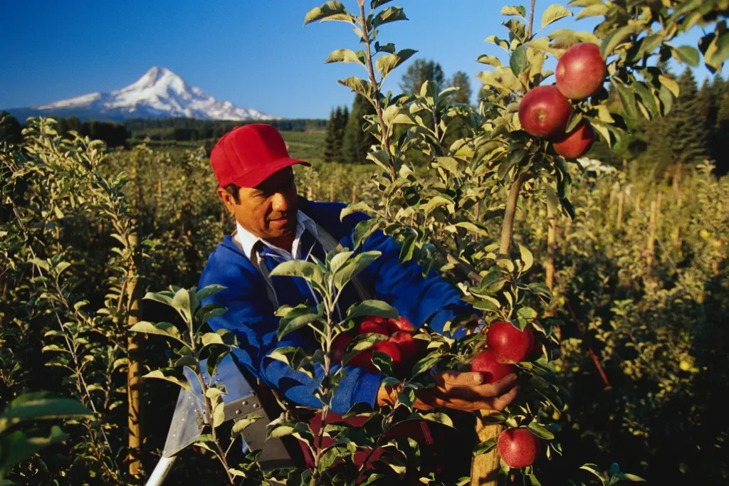 Apple Picking Tips:
