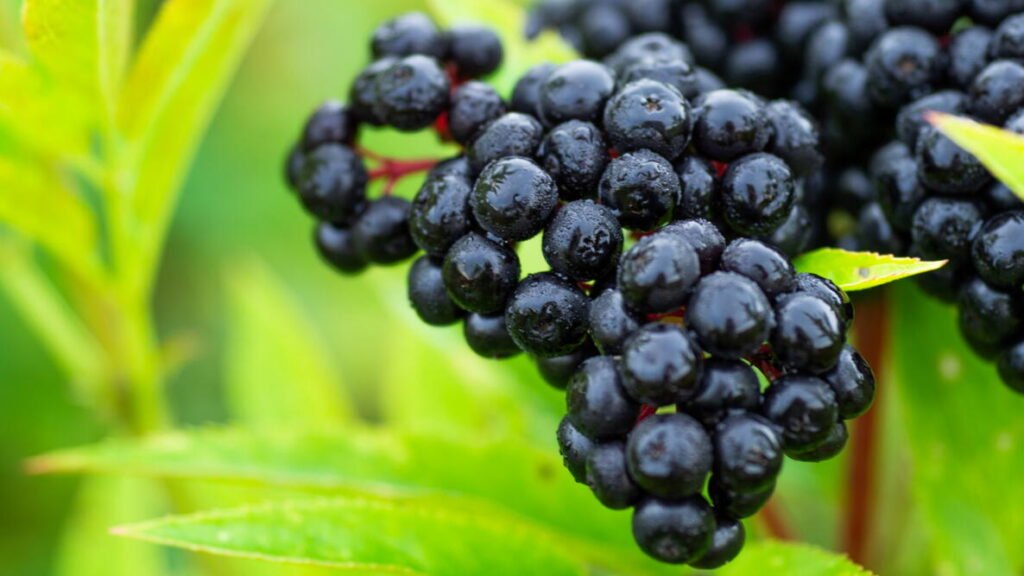 Best Places to Grow Elderberries
