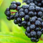 Best Places to Grow Elderberries