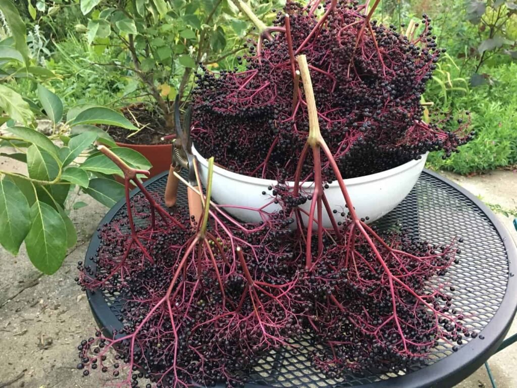 Best Places to Grow Elderberries