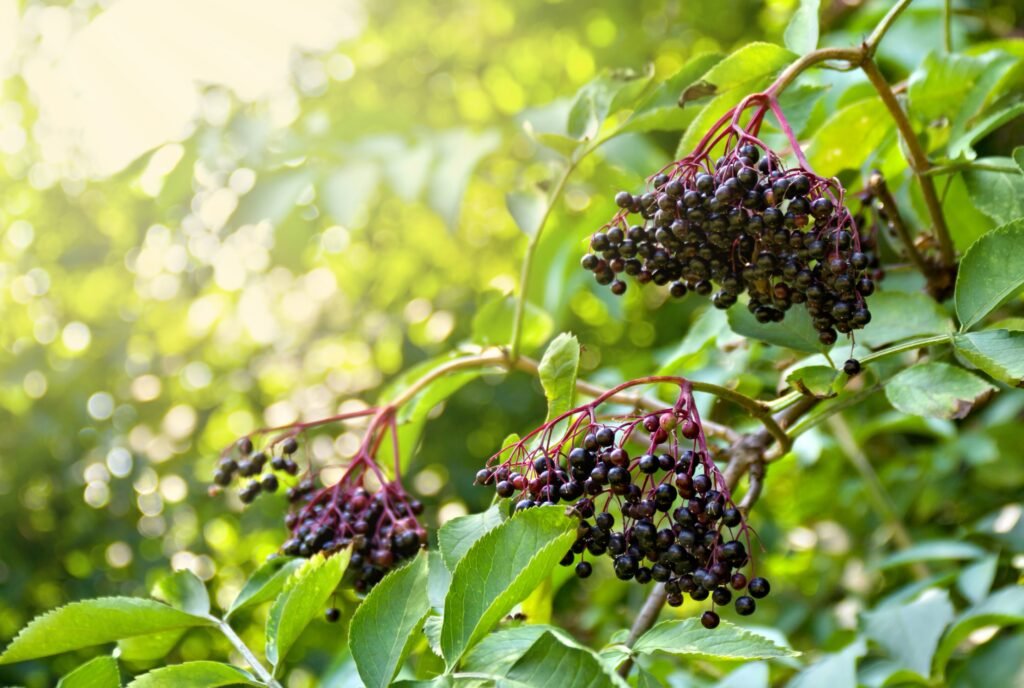 Best Places to Grow Elderberries