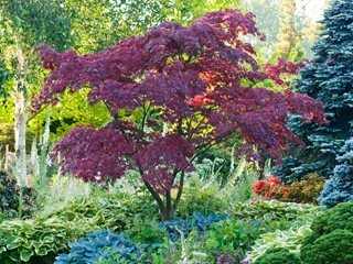 How to Grow Maple Trees Like a Pro