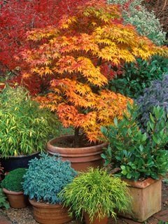 How to Grow Maple Trees Like a Pro