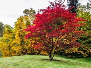 How to Grow Maple Trees Like a Pro