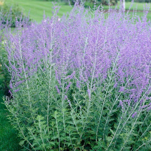 Plants That Come Back Every Year Bigger and Better for a Stunning Low-Maintenance Garden