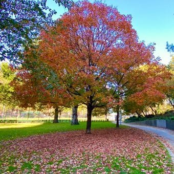 How to Grow Maple Trees Like a Pro