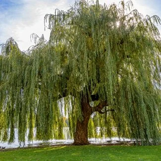 Tactics To Grow A Weeping Willow Tree Successfully