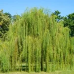 Beautiful Weeping Trees That Will Transform Your Yard
