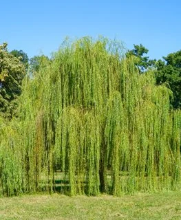 Tactics To Grow A Weeping Willow Tree Successfully