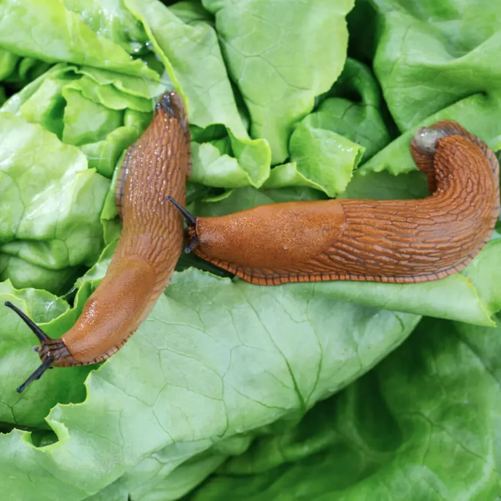 Fall Garden Pests: How to Spot Them Before the Frost Hits