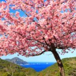 How to Plant and Maintain a Japanese Cherry Blossom Tree