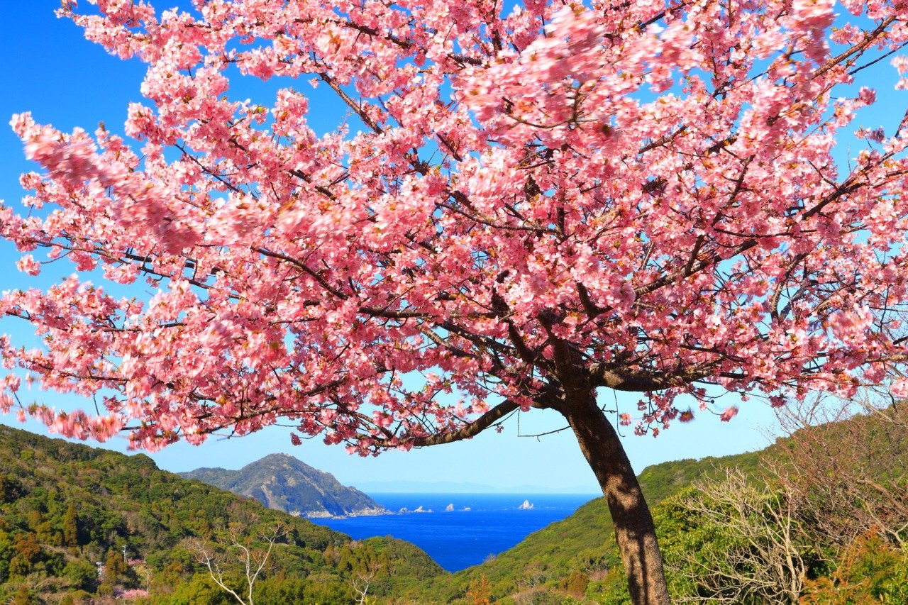 How to Plant and Maintain a Japanese Cherry Blossom Tree