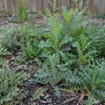 How to Kill Perennial Fall Weeds Before Winter Dormancy