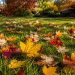 Should You Leave Leaves on Your Lawn in Fall? Here's the Truth